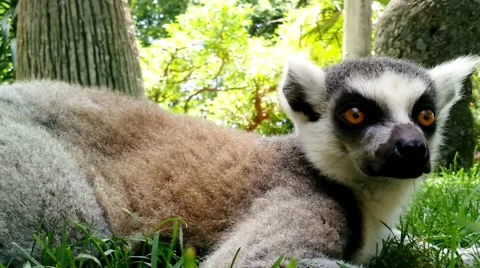Madagascar lemur. Vídeos de archivo 65789408