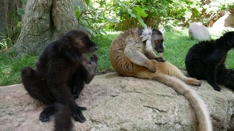 Madagascar lemurs. Vídeos de archivo 65789409