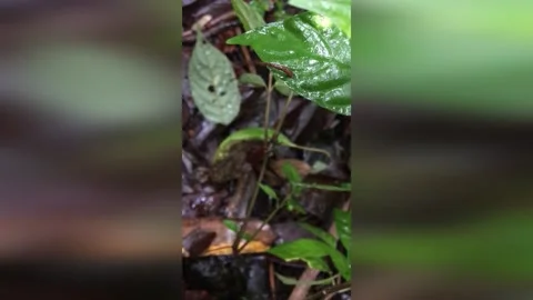 Madagascar: Madagascar's Jumping Leeches: Scientists Unveil Video Evidence o... Stock Footage 280531111