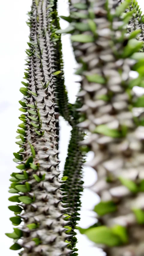 Madagascar Ocotillo with spiny succulent stems Stock Footage 336070602