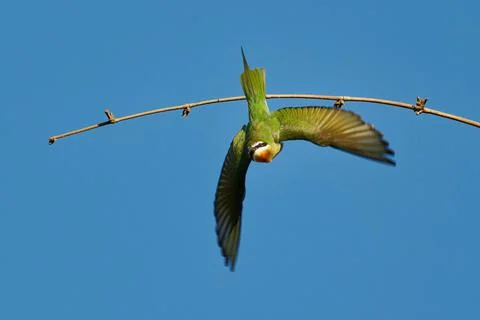 Madagascar or Olive Bee-eater - Merops superciliosus near passerine bird nati Stock Photos