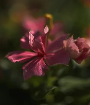 A Madagascar Periwinkle bloom Stock Photos
