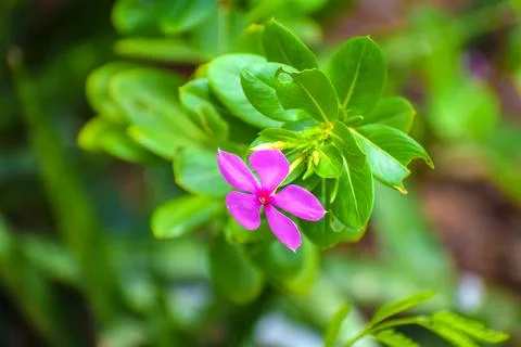 Madagascar Periwinkle in Close-Up Stock Photos