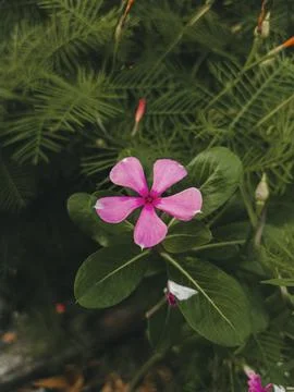 Madagascar periwinkle flowers in the garden Stock Photos