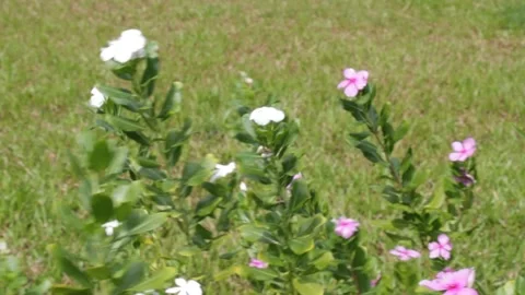 Madagascar periwinkle 스톡 동영상 140532080