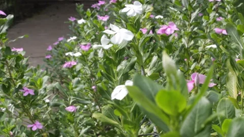 Madagascar periwinkle 스톡 동영상 140532371