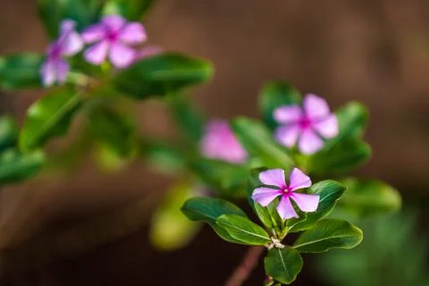 Madagascar periwinkle Stock Photos