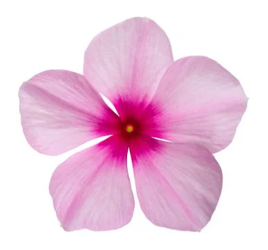 Madagascar periwinkle Stock Photos