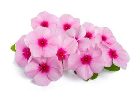 Madagascar periwinkle Stock Photos