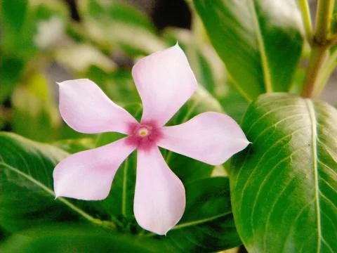 Madagascar periwinkle Stock Photos