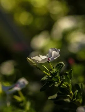 Madagascar Periwinkle Stock Photos