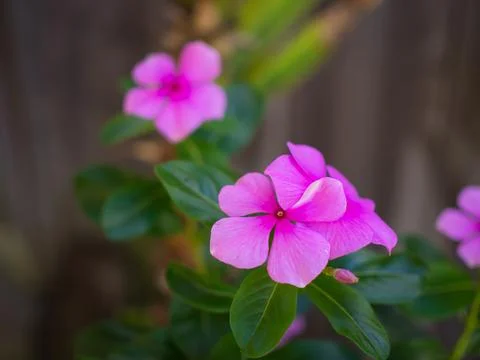 Madagascar periwinkle Stock Photos