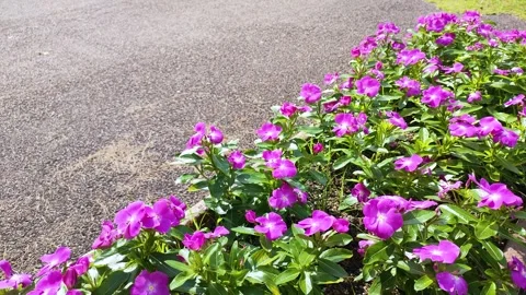 Madagascar periwinkle swaying in the wind Stock Footage 304254056