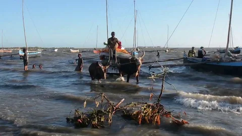 Madagascar. Port in Tulear. Stock Footage 108221091