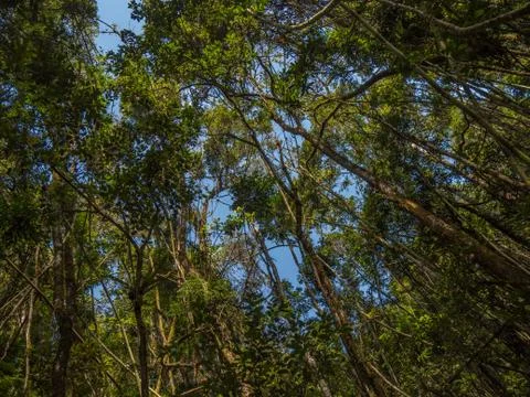 Madagascar Primary Rainforest Stock Photos