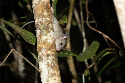 A Madagascar rat climbs on the branches of a tree Stock Photos