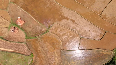 Madagascar rice field top down drone Stock Footage 264929591