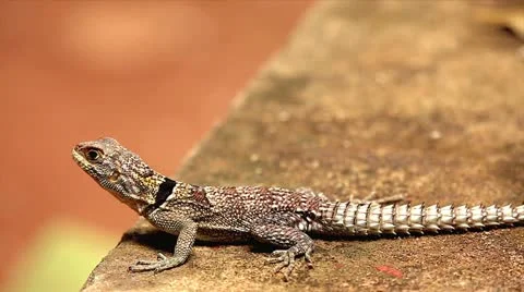 Madagascar Spiny Tailed or Collared Lizard (Oplurus cuvieri) in Madagascar. Stock Footage 21287720