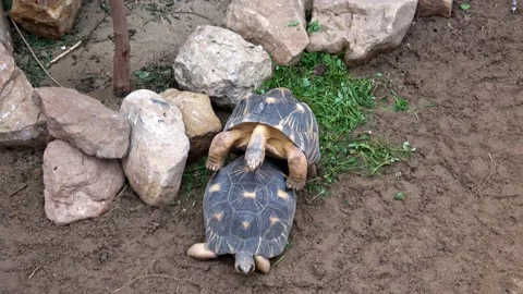 Madagascar tortoise (Pyxis arachnoides). Two tortoises mating Stock Footage 201144662