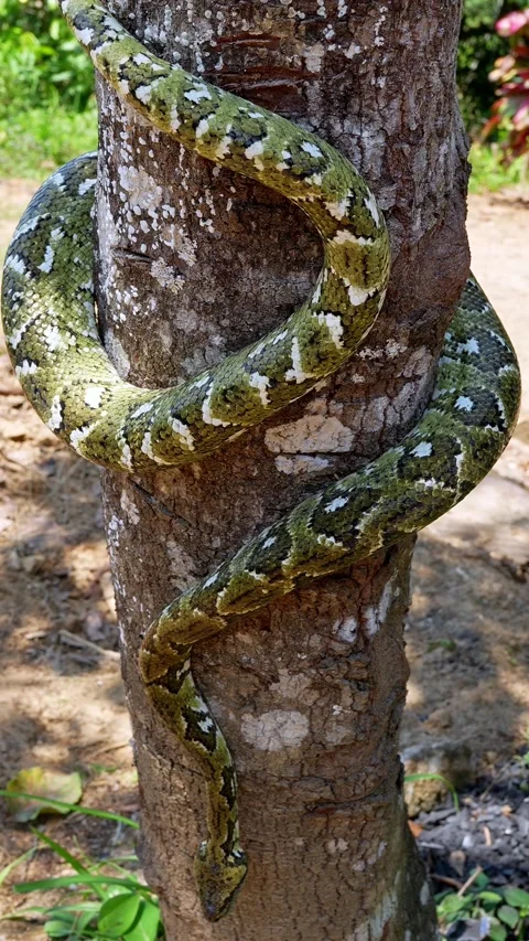 Madagascar tree boa slithering along forest trunk, green scales blending Stock Footage 308169305