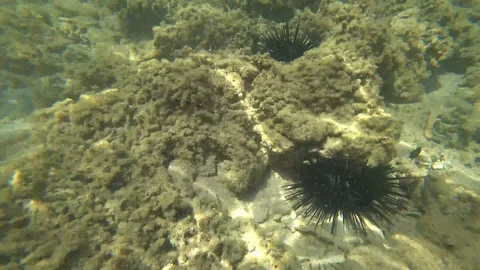 Madagascar. Underwater world. Stock Footage 109177357