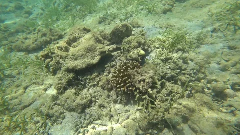Madagascar. Underwater world. Stock Footage 109177370