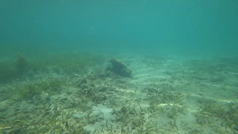 Madagascar. Underwater world. Stock Footage 109177400