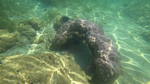 Madagascar. Underwater world. Stock Footage 109177411