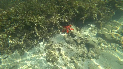 Madagascar. Underwater world. Stock Footage 109177435