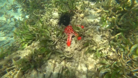 Madagascar. Underwater world. Stock Footage 109177447