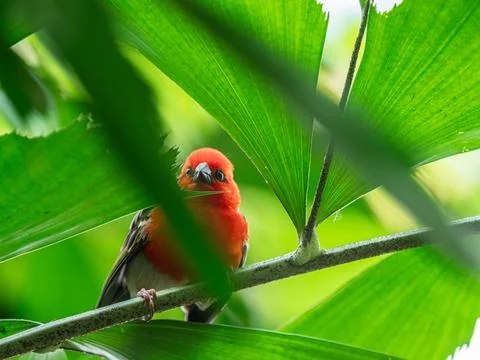 A Madagascar weaver closeup sitting in a tree Stock Photos
