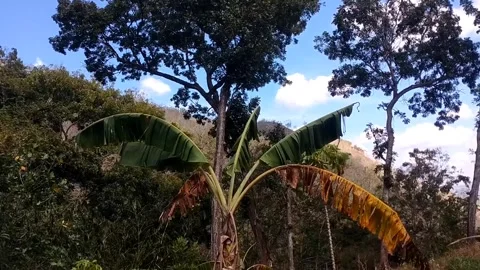 Madagascariensis Tree on a Hillside 库存影片 341799952