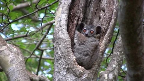 Madagascar's Animals Stockbeeldmateriaal 332782726