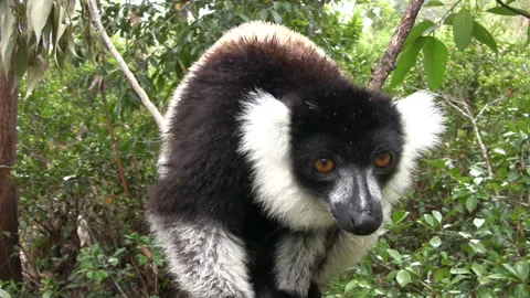 Madagascar's Animals Video stock 332783731