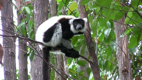 Madagascar's Animals Видео 332783790