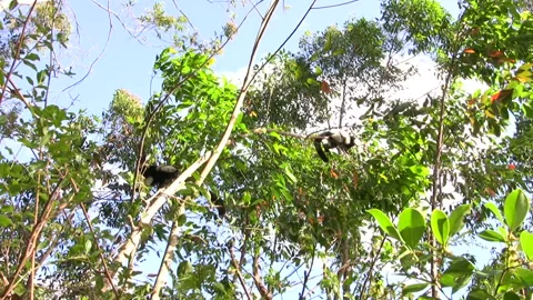 Madagascar's Animals Vidéo 332784364