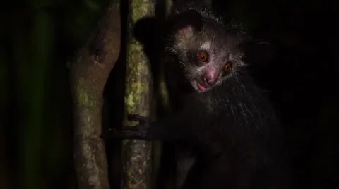 Madagascar's Aye-Aye 스톡 동영상 58643402