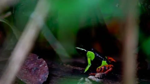 Madagascar's colorful frog 스톡 동영상 58643589