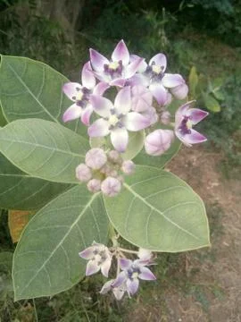 Madar Plant Stock Photos