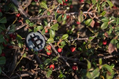 Made from black plastic custom bit coin in nature Fotos de archivo