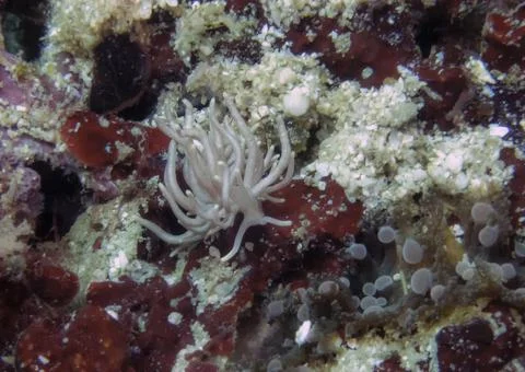 A Made-up Phyllodesmium (Phyllodesmium serratum) Stockfoto's