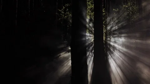 Made smoke shining in the forest Stock Footage 74506800