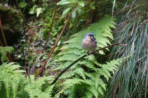 Madeira Chaffinch in Laurel Forest, Madeira Fotos Stock