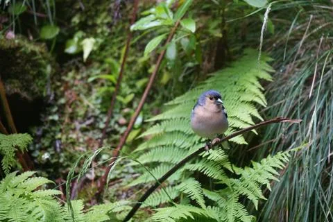 Madeira Chaffinch in Laurel Forest, Madeira Stock-Fotos