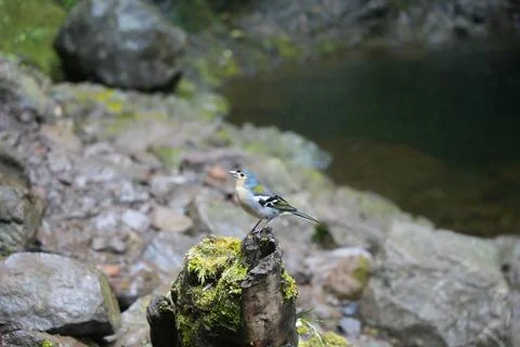 Madeira Chaffinch in Laurel Forest, Madeira Stock-Fotos