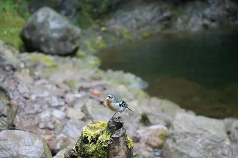 Madeira Chaffinch in Laurel Forest, Madeira Stock-Fotos