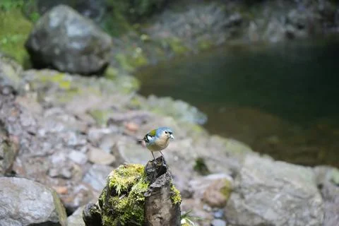 Madeira Chaffinch in Laurel Forest, Madeira Foto stock