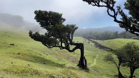 Madeira Fanal Forest Stock Footage 307314008