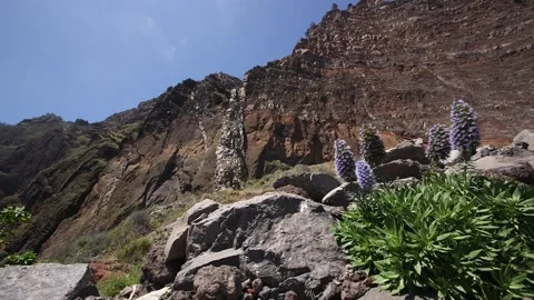 Madeira 스톡 동영상 142129261