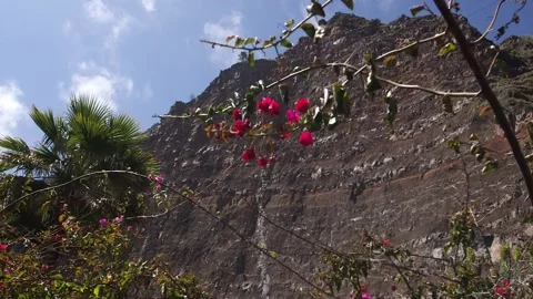 Madeira 스톡 동영상 142129482